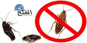 شركة مكافحة الصراصير في دبي