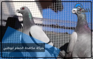 شركة مكافحة الحمام ابوظبي