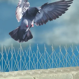 خدمات شركة مكافحة الحمام ابوظبي