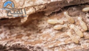 شركة مكافحة النمل الابيض في عجمان