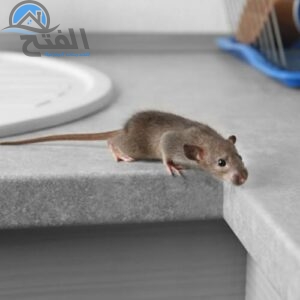 طرق مكافحة الفئران في عجمان