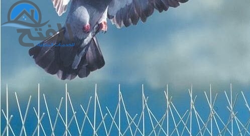 شركة مكافحة الحمام في عجمان