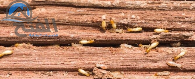 شركة مكافحة الرمة في عجمان