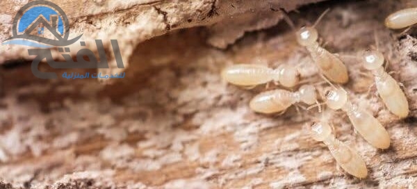 شركة مكافحة النمل الابيض في عجمان